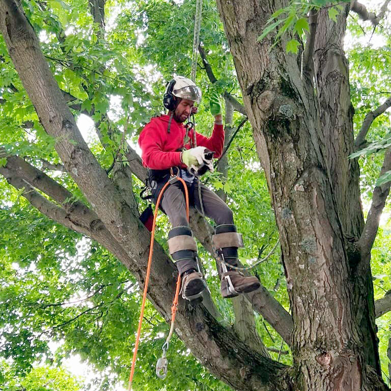 hollinger tree service & landscaping emergency services.