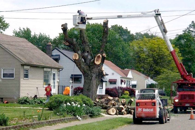 hollinger-emergency-tree-services--v2